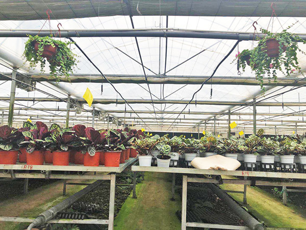 5-花卉温室.jpg