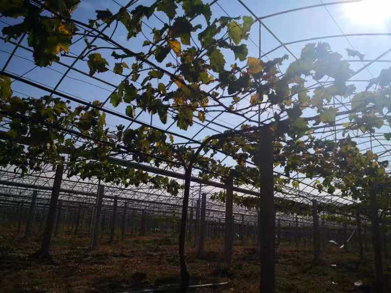 葡萄大棚 葡萄大棚