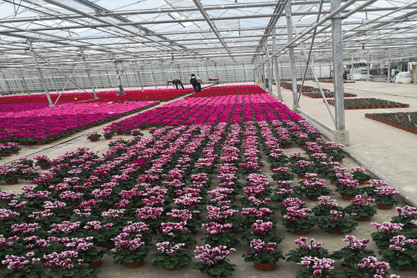 诸城精钢玻璃温室价格