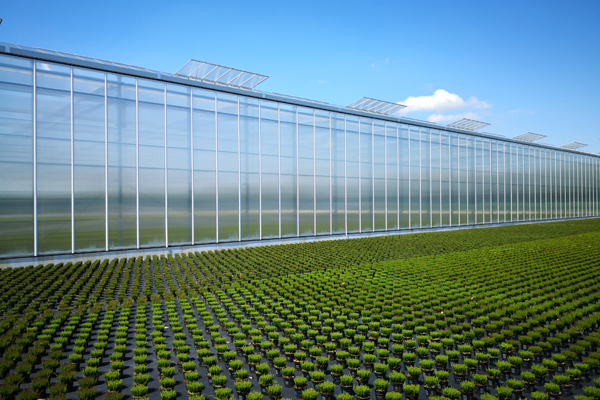 高邮新型草莓大棚大棚