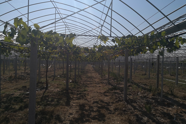 河南精钢玻璃温室价格