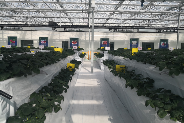 诸城精钢玻璃温室价格