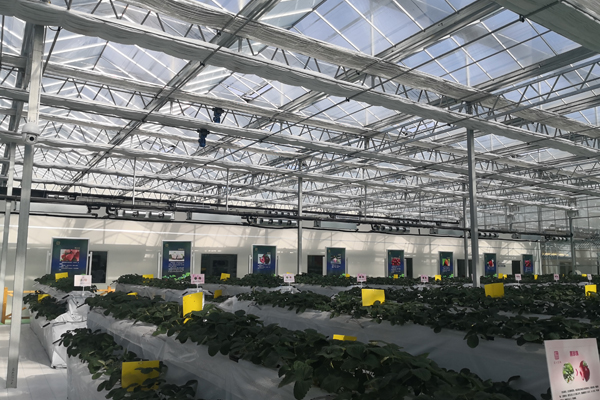 芜湖精钢阳光板温室厂家