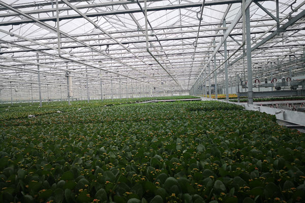 连云港新型蔬菜温室大棚大棚