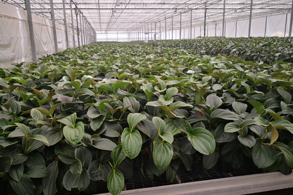 河南精钢玻璃温室价格