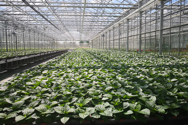 张家港精钢联栋温室价格