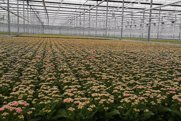 昆山精钢阳光板温室价格