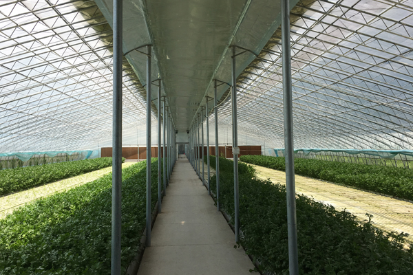 芜湖精钢阳光板温室厂家